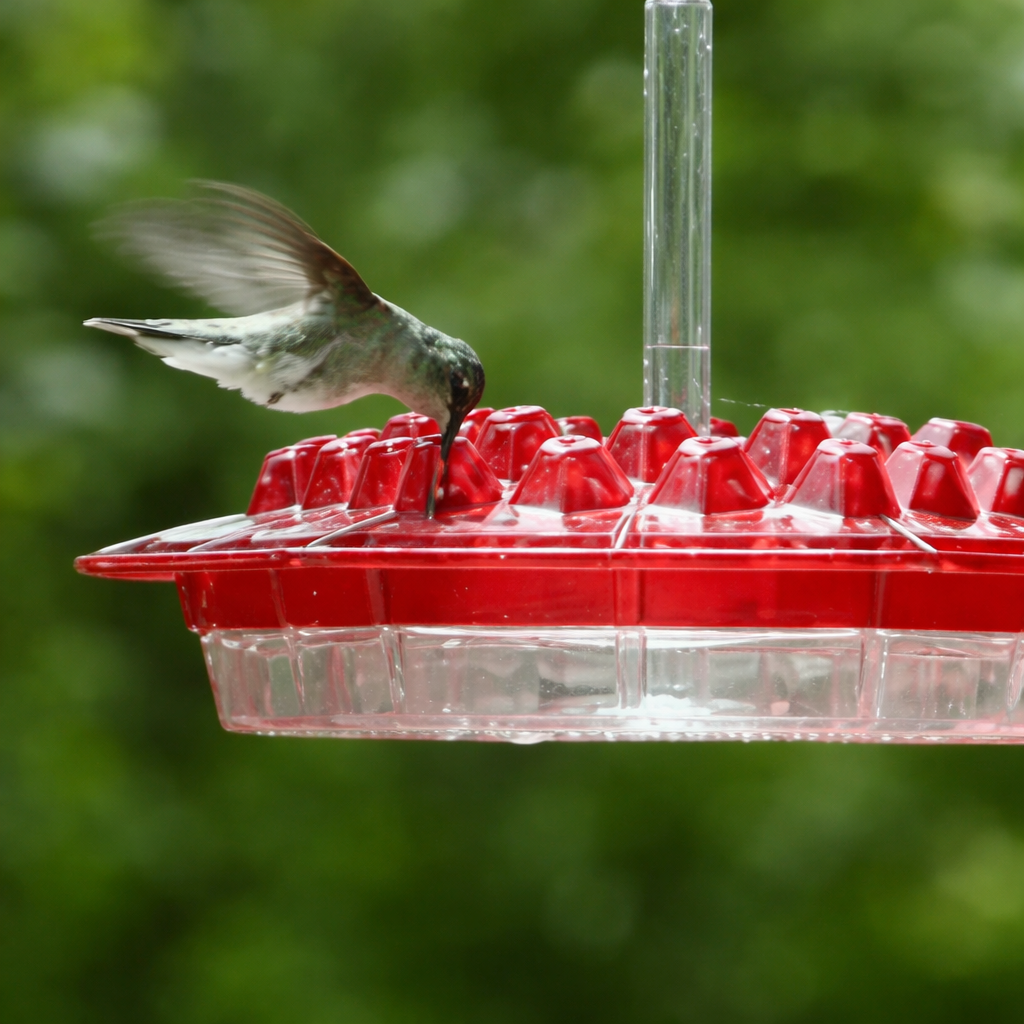 Hummingbird Feeder Hanging Nectar Dispenser Outdoor Garden
